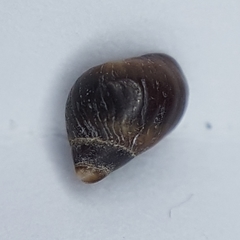 Melarhaphe neritoides