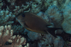 Ctenochaetus binotatus