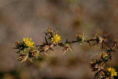 Centromadia parryi australis