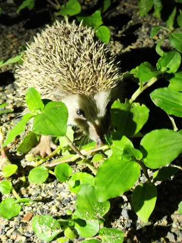 Amur Hedgehog