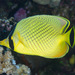 Lattice Butterflyfish - Photo (c) Mark Rosenstein, some rights reserved (CC BY-NC-SA), uploaded by Mark Rosenstein