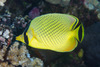 Lattice Butterflyfish - Photo (c) Mark Rosenstein, some rights reserved (CC BY-NC), uploaded by Mark Rosenstein