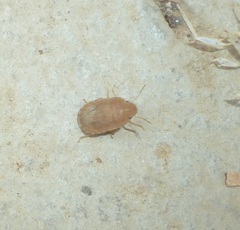 Sciocoris