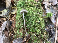 Mycena tenax