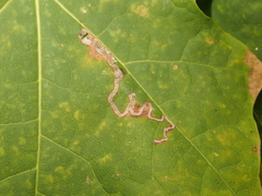 Stigmella aceris