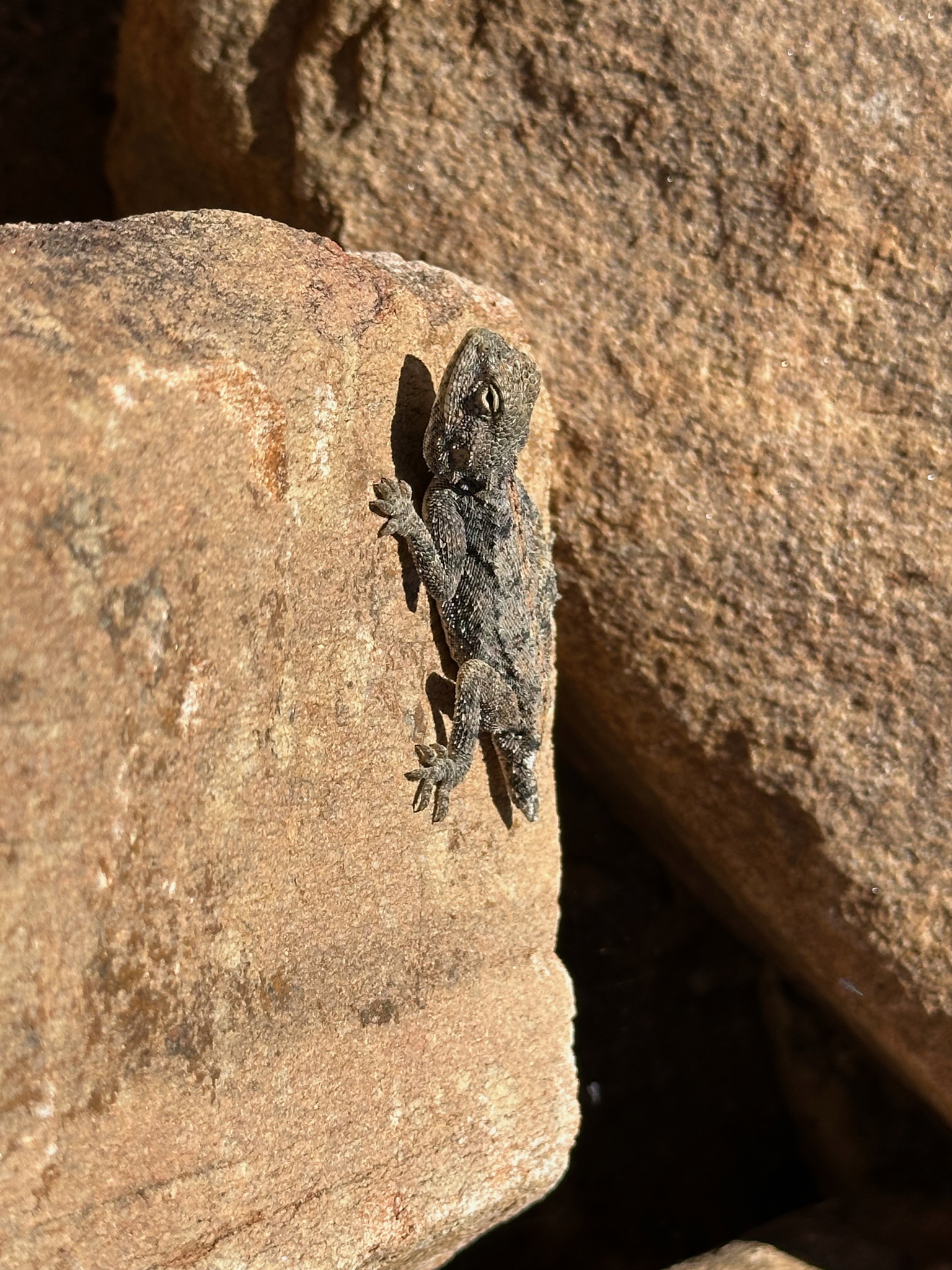 Agama anchietae Bocage, 1896