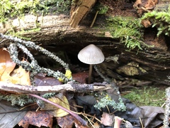 Mycena tenax