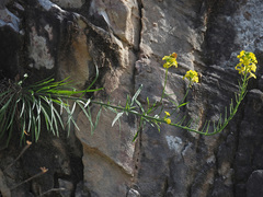 Erysimum nevadense rondae