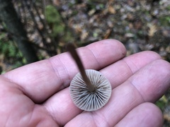 Mycena tenax