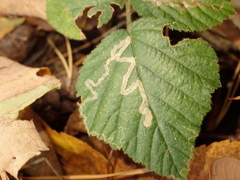 Stigmella splendidissimella