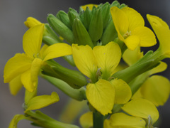 Erysimum nevadense rondae
