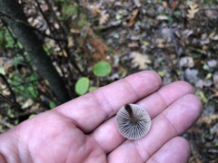 Mycena tenax