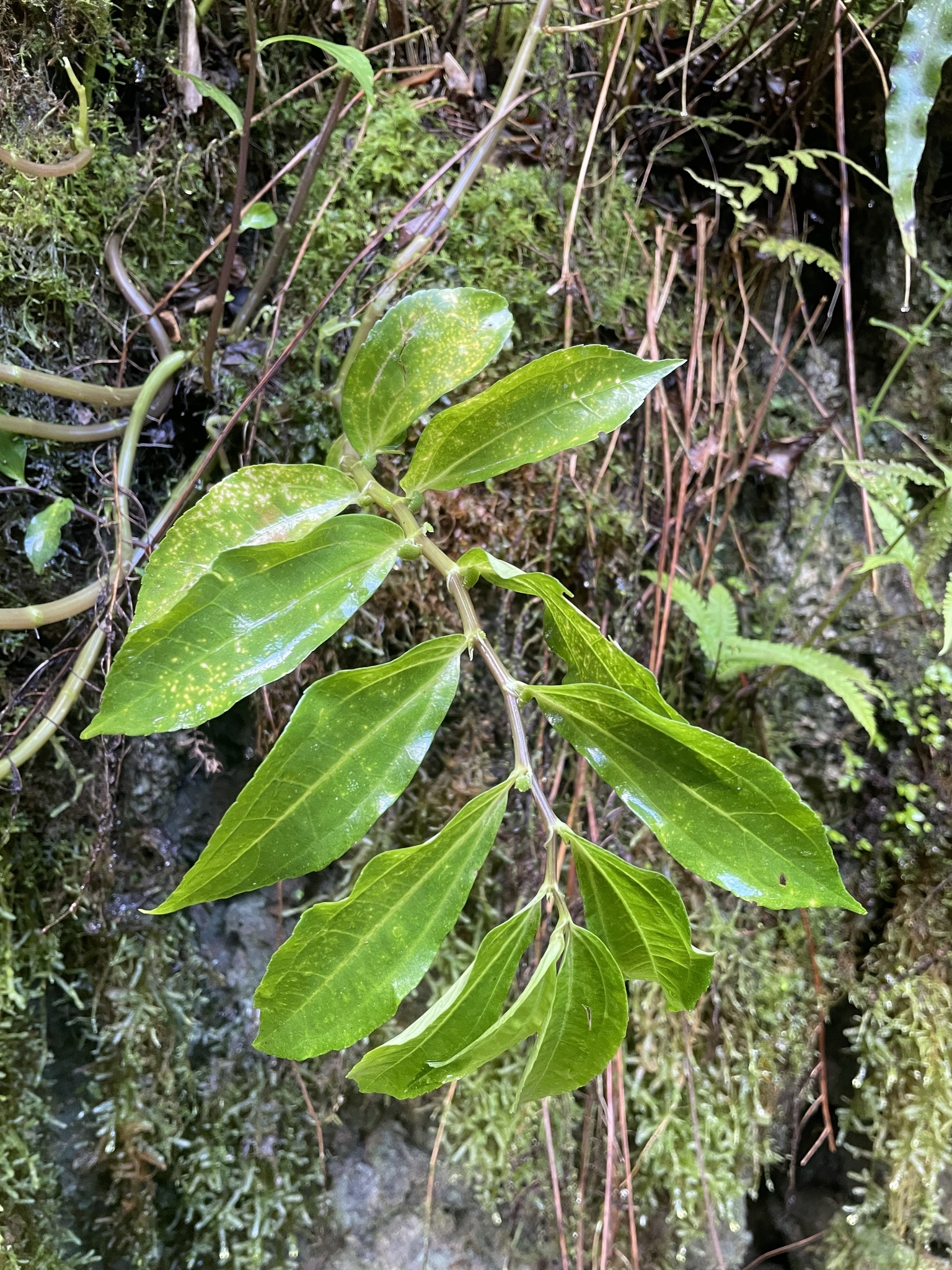 Imagem de Procris pedunculata