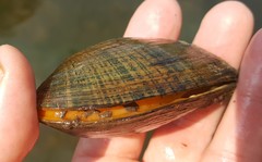 Alasmidonta marginata