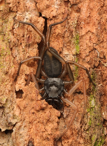 Platyoides grandidieri