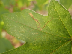 Stigmella aceris
