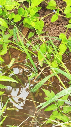 Black-spotted Frog