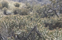 Ochthoeca leucophrys