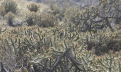 Ochthoeca leucophrys