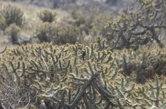 Ochthoeca leucophrys