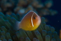 Amphiprion perideraion