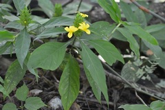 Barleria oenotheroides