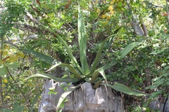 Agave kewensis