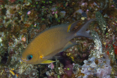 Pycnochromis amboinensis