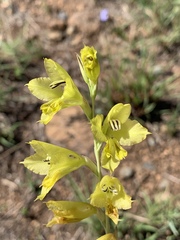 Gladiolus woodii