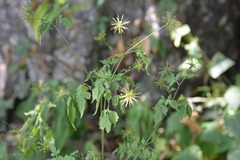 Bidens mexicana