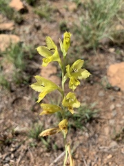 Gladiolus woodii