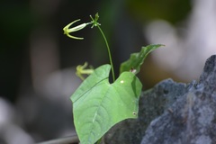 Rytidostylis gracilis