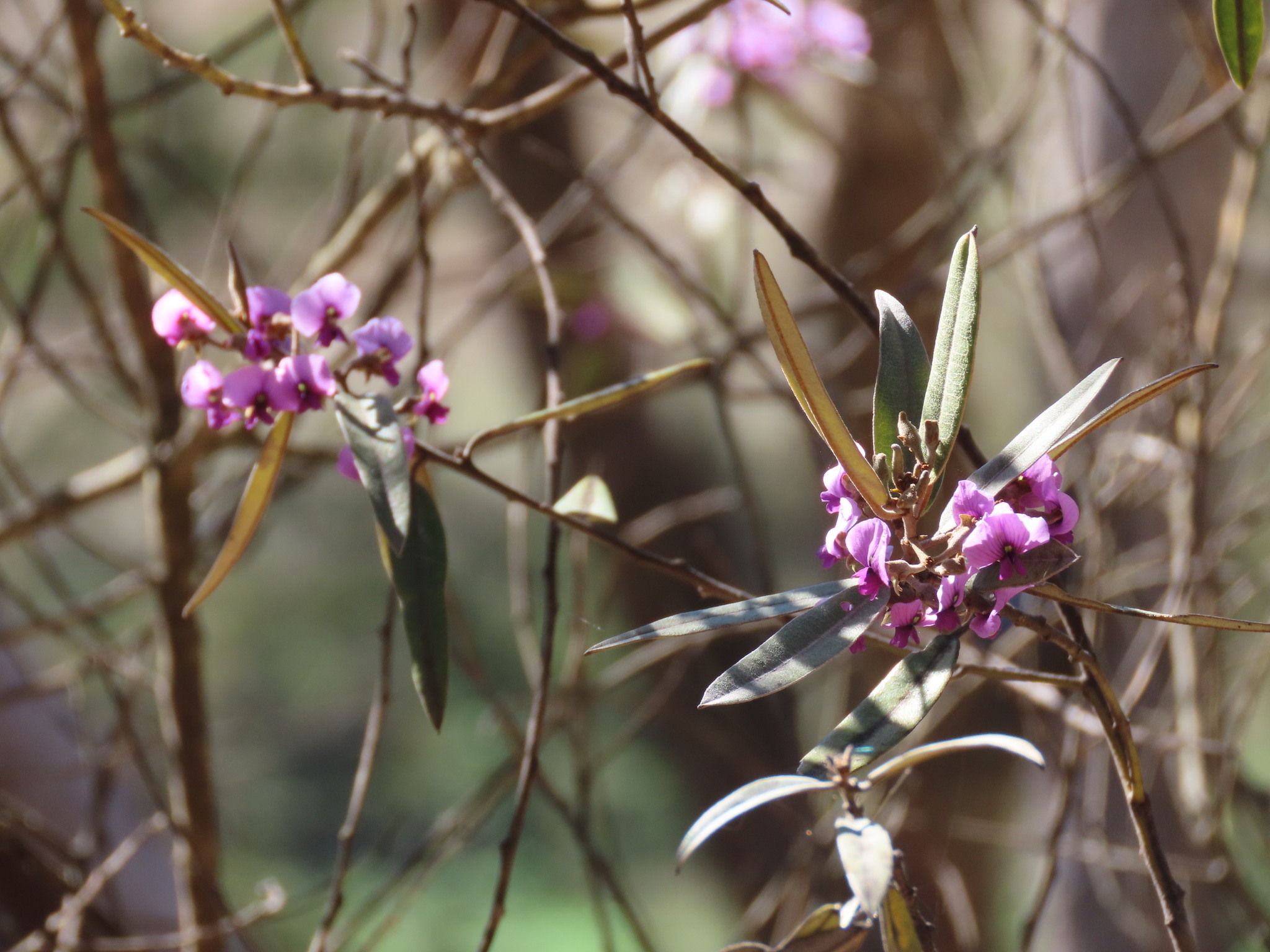 Hovea apiculata