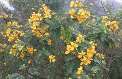 Senna auriculata