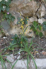 Echeandia breedlovei