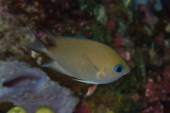 Pycnochromis amboinensis