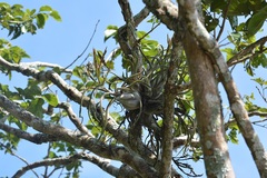 Tillandsia caput-medusae