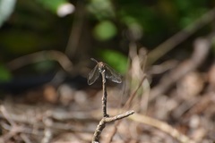 Dythemis