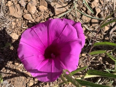 Ipomoea robertsiana