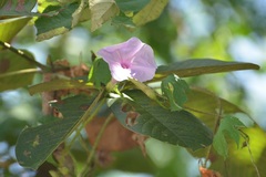 Ipomoea setosa melanotricha