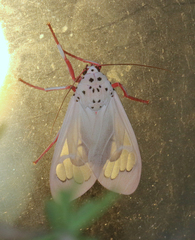 Amerila madagascariensis