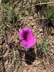 Ipomoea robertsiana
