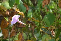 Ipomoea setosa melanotricha
