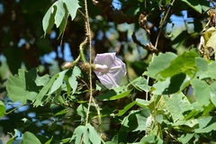 Ipomoea setosa melanotricha