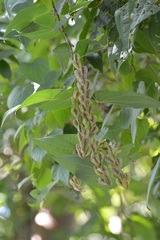 Dioscorea carpomaculata