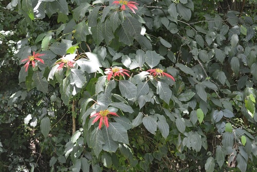 Euphorbia pulcherrima