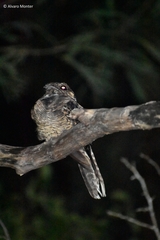 Chordeiles acutipennis