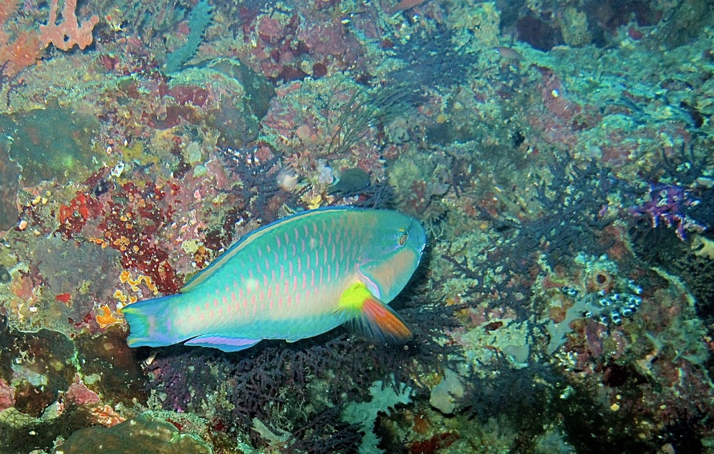 Black-tip Parrotfish