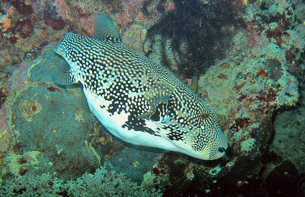 Map puffer