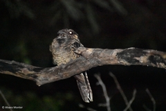 Chordeiles acutipennis